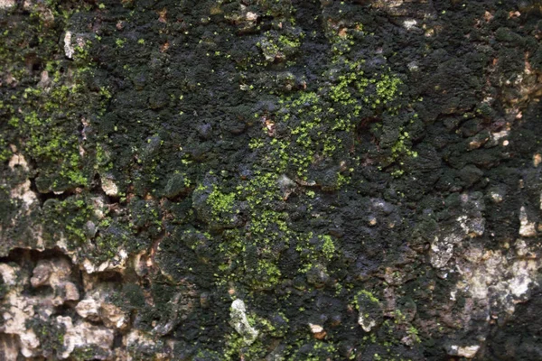 Природа Мхом Диким Лесом — стоковое фото