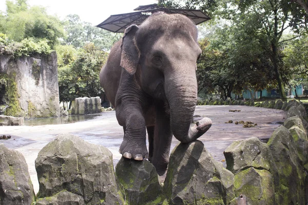 Glücklich Entzückender Indonesischer Elefant Zusammengesetzten Käfig — Stockfoto