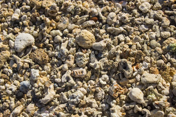 Lado Playa Piedra Coral Macro Foto Cerca — Foto de Stock