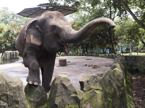 Glücklich Entzückender Indonesischer Elefant Zusammengesetzten Käfig — Stockfoto