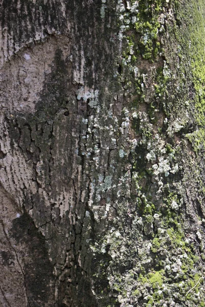 Madeira Log Árvore Natureza Com Musgo Floresta Selvagem — Fotografia de Stock