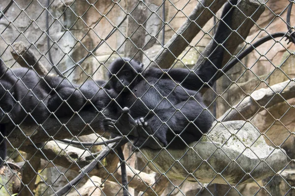 Macaco Engraçado Triste Dentro Gaiola Espécies Ameaçadas Extinção — Fotografia de Stock