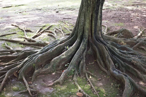 Raízes Naturais Frescas Selva Floresta Chão — Fotografia de Stock