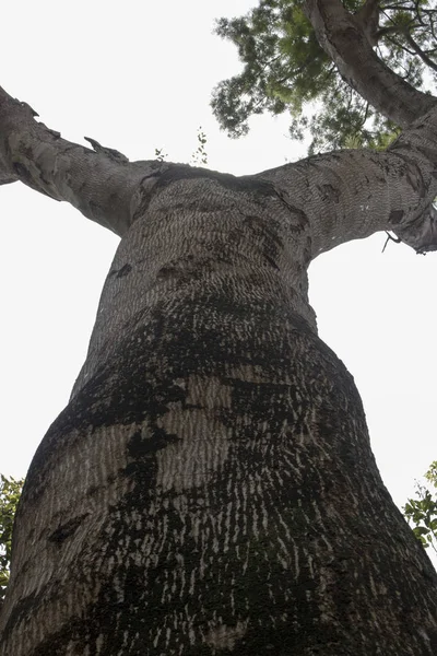 木质原木树自然与青苔狂放的森林 — 图库照片