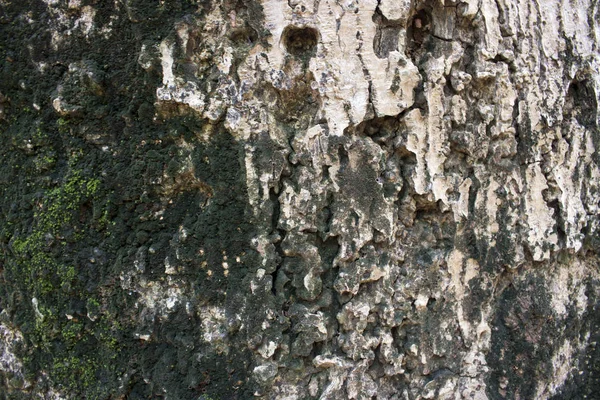 Wooden Log Tree Nature Moss Wild Forest — Stock Photo, Image