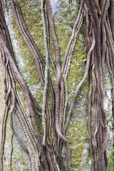 Close View Roots Tree Forest — Stock Photo, Image