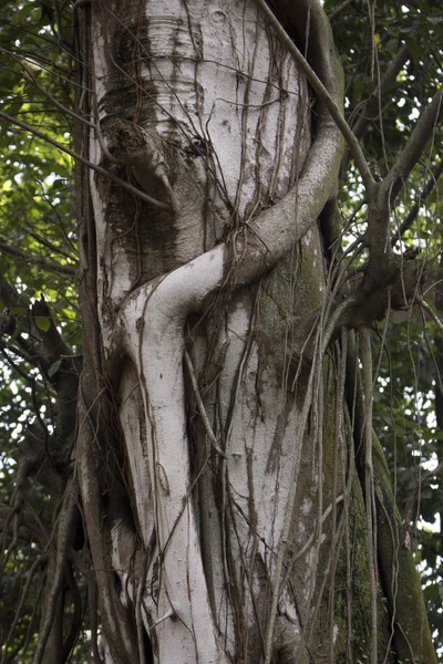 Árbol Raíces Hoja Rama Crecer Selva Bosque —  Fotos de Stock