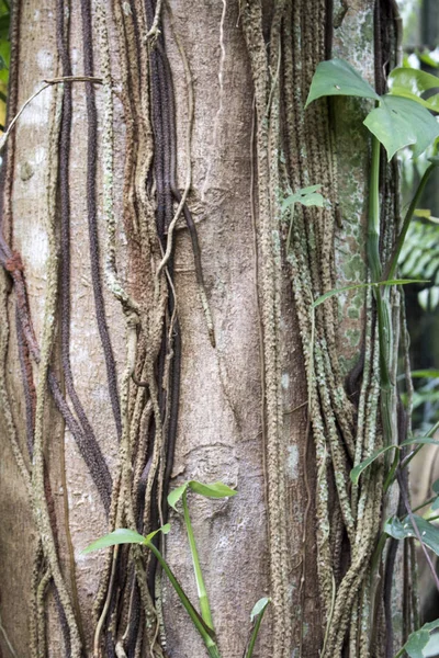 Коріння Дерева Листя Гілки Ростуть Ліси Джунглів — стокове фото