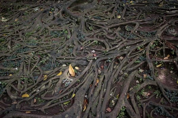 Árbol Raíces Hoja Rama Crecer Selva Bosque —  Fotos de Stock