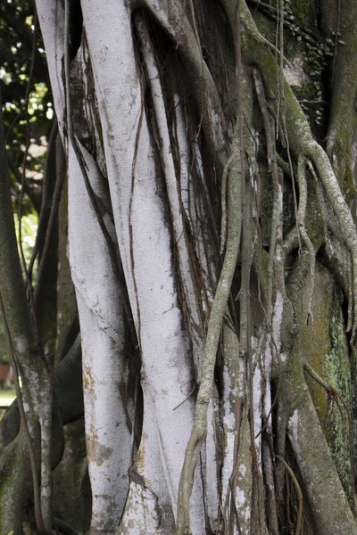 Blad Vertakking Van Beslissingsstructuur Wortels Groeien Jungle Bos — Stockfoto