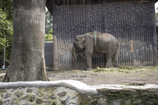 Elefante Solo Grande Dentro Jaula Del Zoológico Compuesto —  Fotos de Stock