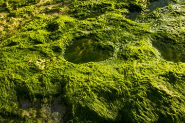 plajda, yaz tatil fotoğraf güzel yeşil yosun