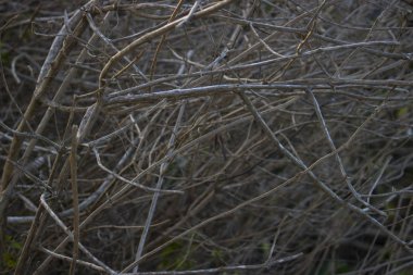 makro kuru dal kapatmak yukarıya fotoğraf