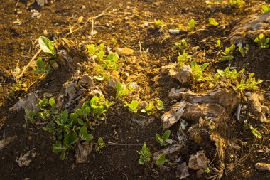 tropikal zemin orman kir ağaç