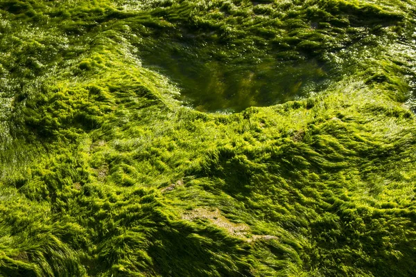 Красивый Зеленый Мох Пляже Фото Летнего Отдыха — стоковое фото