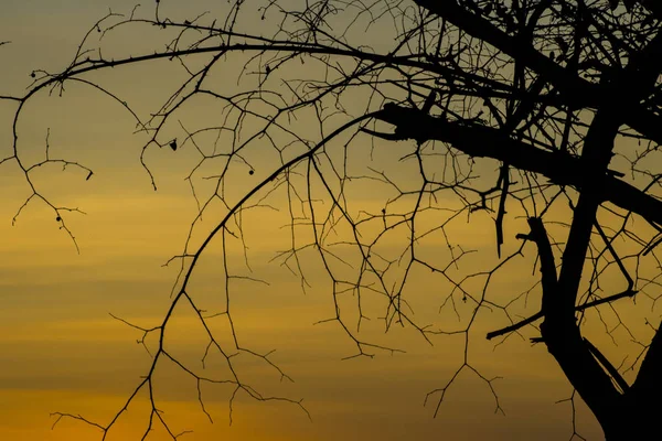 Beautiful Sunset Tree Silhouette — Stock Photo, Image