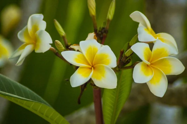 Bela Flor Plumeria Frangipani Foto — Fotografia de Stock