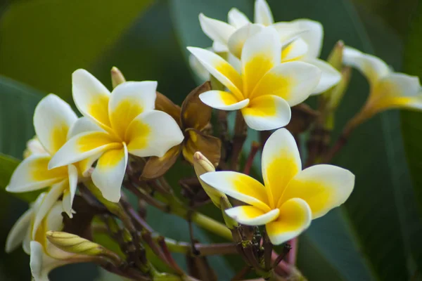 Bela Flor Plumeria Frangipani Foto — Fotografia de Stock