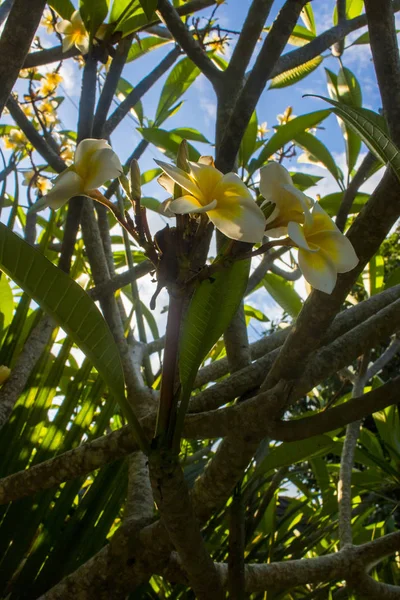 Bela Flor Plumeria Frangipani Foto — Fotografia de Stock