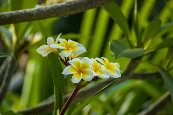 Hermoso Frangipani Plumeria Foto Flor —  Fotos de Stock