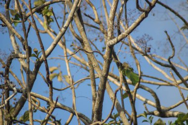 Bahçe ağaç dalı orman bitki fotoğraf