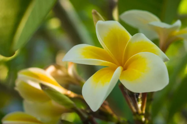 Bela Flor Plumeria Frangipani Foto — Fotografia de Stock