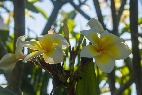 Красивые Frangipani Plumeria Цветок Фото — стоковое фото