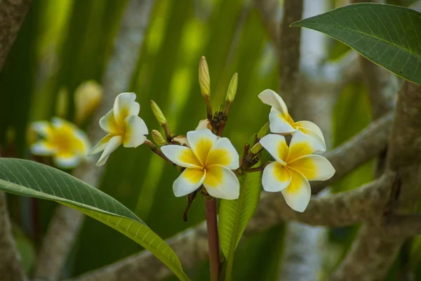 Bela Flor Plumeria Frangipani Foto — Fotografia de Stock