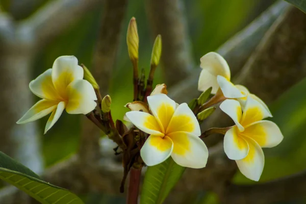 Hermoso Frangipani Plumeria Foto Flor —  Fotos de Stock