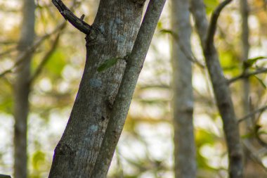 bahçe ağaç dalı orman bitkisi