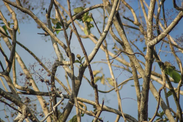 Jardín árbol rama selva planta — Foto de Stock