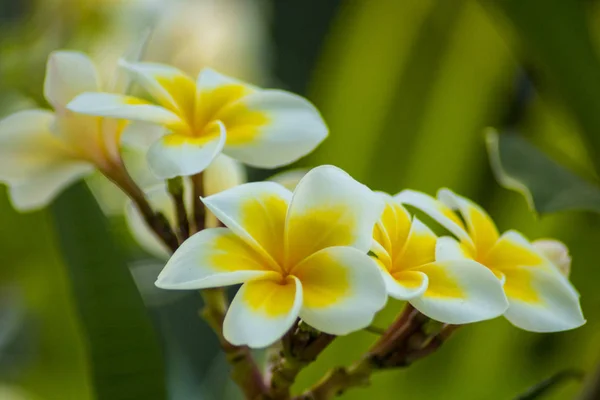 Hermosa flor de plumeria frangipani —  Fotos de Stock