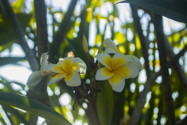 Bela flor de plumeria frangipani — Fotografia de Stock