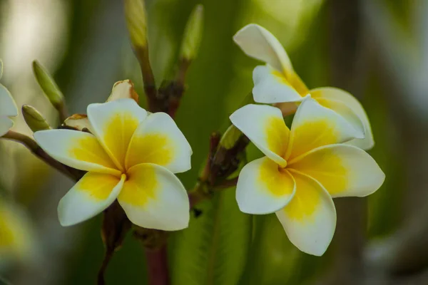 Hermosa flor de plumeria frangipani —  Fotos de Stock