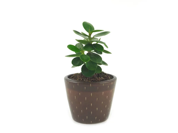 Green Houseplants Brown Ceramic Pot Isolated White Background — Stock Photo, Image