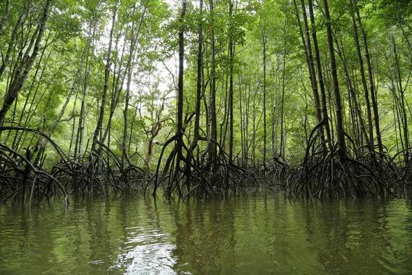 泰国比博克霍拉尼国家公园班博尔托尔的红树林 — 图库照片