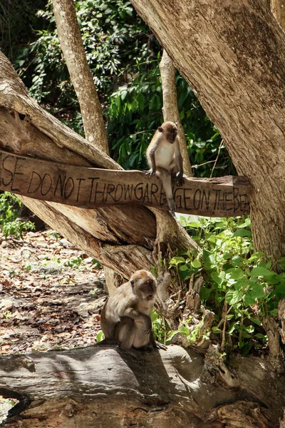 Opice Sedící Cedce Pláži Yong Gasem Opičí Pláž Koh Phi — Stock fotografie