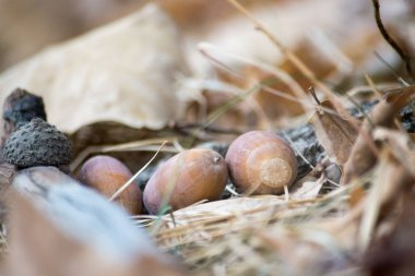 Dalları ve yaprakları ile meşe palamudu. Makro çekimi.