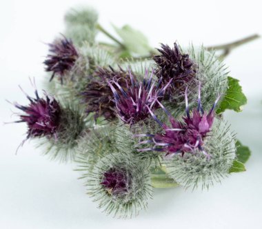 burdock - azimli, dikenli, kolayca müstakil çiçeklenme ile bir weedy bitki