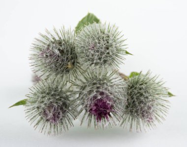 burdock - azimli, dikenli, kolayca müstakil çiçeklenme veya meyve, bir çiçek üzerinde bir örümcek ile bir weedy bitki