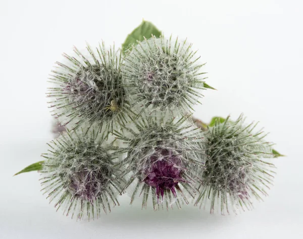burdock - azimli, dikenli, kolayca müstakil çiçeklenme veya meyve, bir çiçek üzerinde bir örümcek ile bir weedy bitki