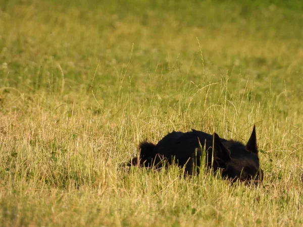 Kutya Sétál Parkban Kutya Gyaloglás Nyári Nap — Stock Fotó