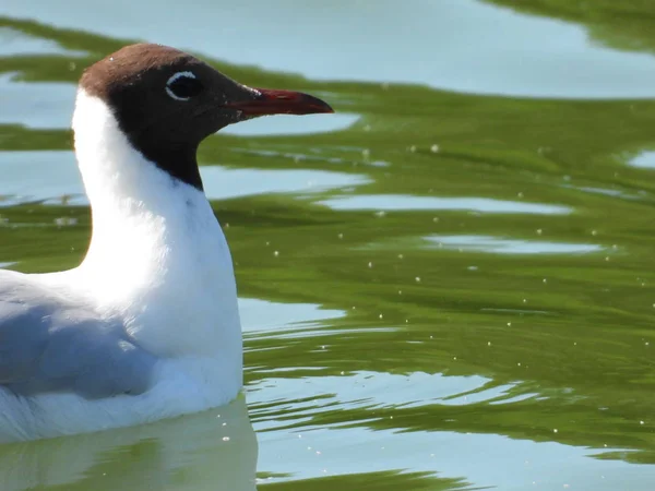 Kısa bacaklar ve kalın tüyleri ile Waterfowl martı, nehir dalgaları üzerinde sürüklenen