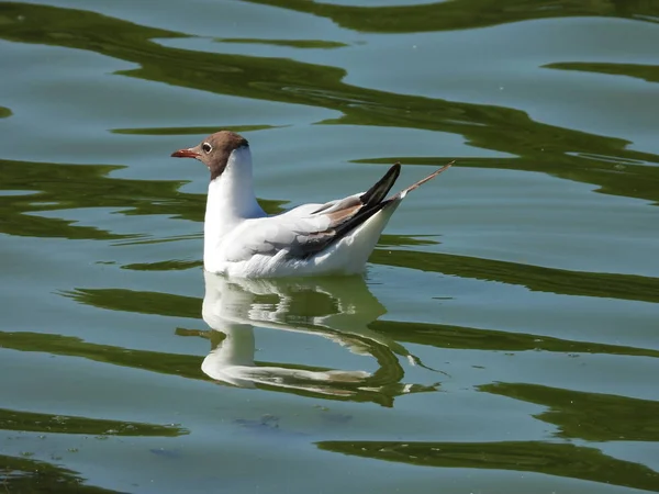 Kısa bacaklar ve yoğun tüyleri ile Waterfowl martı, dalgalar üzerinde sürüklenir