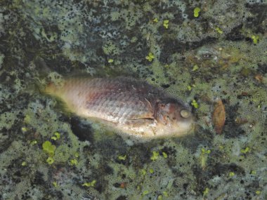 bir şehir parkında çiçek açan suda ölü balık, bir nehir, gün