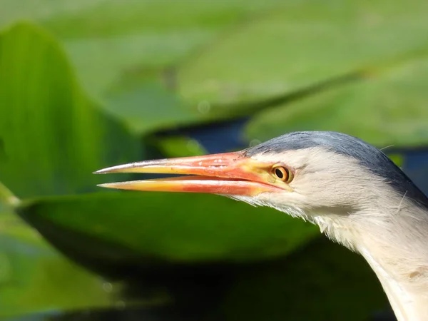 Bittern Night Marsh Bird Heron Family City Park — Stock Photo, Image