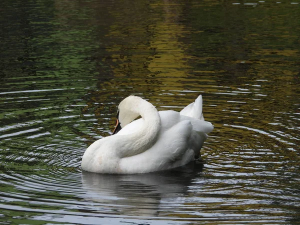 Cigno Bianco Grande Uccello Acquatico Con Lungo Collo Ricurvo Nuota — Foto Stock