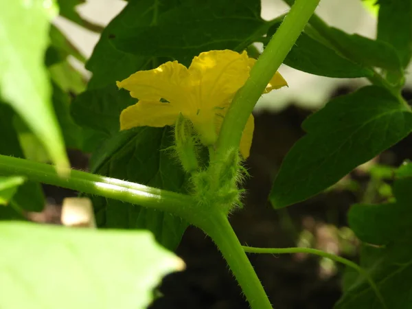 Green Plant Home Grown Cucumber Vegetable Plant Green Flower Yellow — Stock Photo, Image