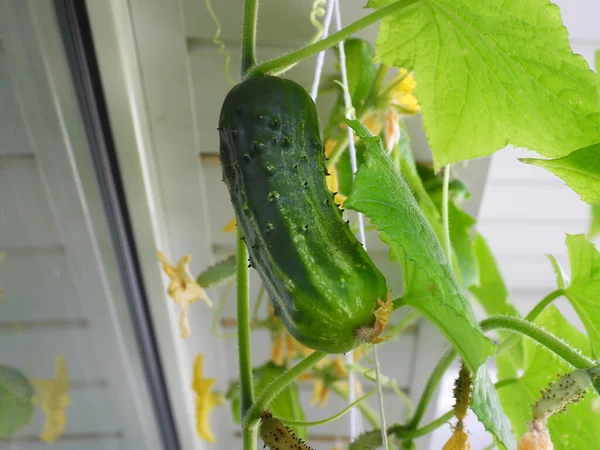 Green Plant Home Grown Cucumber Vegetable Plant Green Flower Yellow — Stock Photo, Image