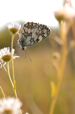 Vahşi doğada mermer beyaz, siyah beyaz kelebek